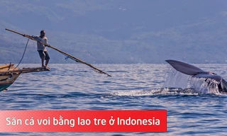 Săn cá voi bằng lao tre ở Indonesia