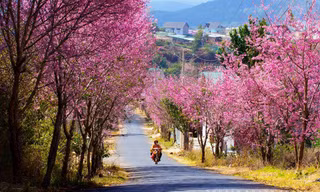 Mai anh đào khoe sắc trên phố núi Đà Lạt
