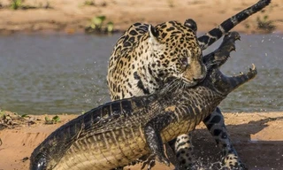 Cuộc chiến cân sức giữa cá sấu và báo đốm