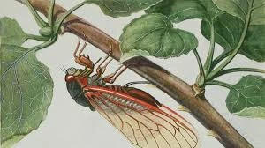 Vì sao ve sầu thích ca hát vào mùa hè?