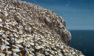 Hòn đảo với hơn 150.000 con chim điên sinh sống