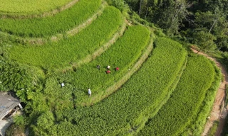 Độc đáo nuôi cá chép trong ruộng bậc thang tại Hà Giang
