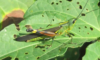 Đàn châu chấu từ Trung Quốc tràn sang Điện Biên phá hoại hoa màu
