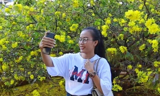 Du khách kéo đến cây mai 'khủng' lấy lộc