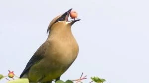 Tại sao loài chim cần trọng lực để nuốt thức ăn?