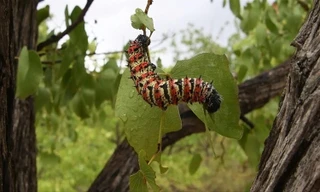 Loài sâu bướm đặc sản đang bị hạn hán đe dọa