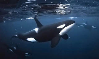 Thợ lặn 5 năm tìm kiếm cá voi sát thủ dưới biển Na Uy