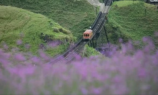 Vẻ thơ mộng của vườn hoa tím ở Sa Pa