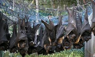 Hàng trăm con dơi bị tiêu diệt ngăn nCoV lây lan