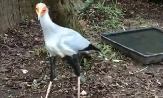 Cách tấn công con mồi kỳ lạ của diều ăn rắn