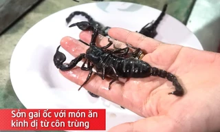 Sởn gai ốc với món ăn kinh dị từ côn trùng