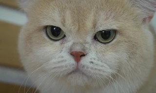 Đàn mèo Anh lông ngắn giá gần 5 tỷ đồng