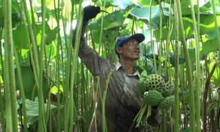 Trồng sen 'khổng lồ' lấy hạt, nông dân thu cả trăm triệu đồng