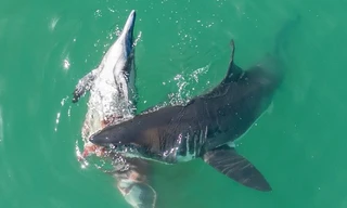 Cá mập trắng ăn thịt cá heo trên biển