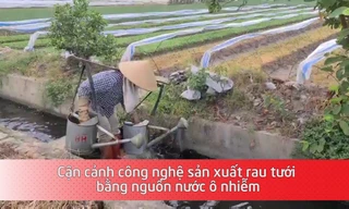 Cận cảnh công nghệ sản xuất rau tưới bằng nguồn nước ô nhiễm