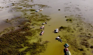 ‘Trinh nữ đầm lầy’ xâm lấn hồ Trị An