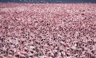 Hồ nước độc nuôi sống hàng triệu hồng hạc