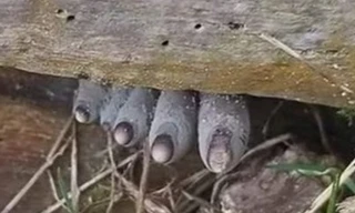 Vật thể lạ như bàn chân người chết thò ra dưới khúc gỗ