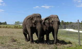 Vì sao loài voi không biết nhảy?