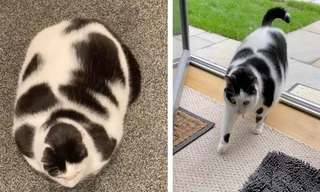 Chú mèo nổi tiếng mạng xã hội vì quá béo