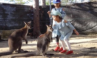 Vườn thú 'kiểu Australia' gần Đà Lạt