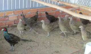 Chàng trai bỏ việc văn phòng nuôi chim trĩ thu gần 6 tỷ đồng mỗi năm