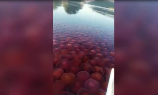 Hàng nghìn con sứa hồng sâm nhuộm đỏ mặt biển Philippines