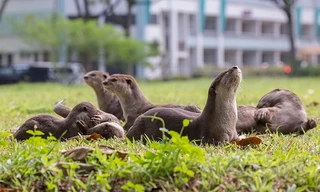 Rái cá hoang dã phát triển mạnh mẽ giữa Singapore