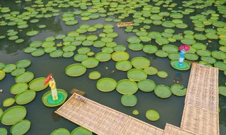 Lạ kỳ lá hoa súng người 70 kg ngồi lên không chìm