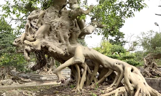 Cây sanh dáng 'ngựa Thánh Gióng'