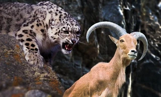 Dê núi nhảy sông thoát khỏi nanh vuốt báo tuyết