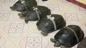 Rùa hơn 100 tuổi thích ngủ mùng, nghe kinh phật ở Đồng Tháp