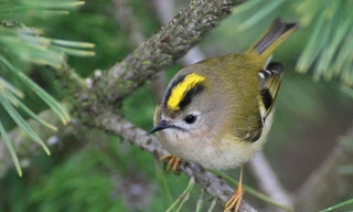 Cách giữ ấm tổ của loài chim nhỏ nhất châu Âu