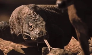 Hươu trúng nhát cắn tử thần của rồng komodo