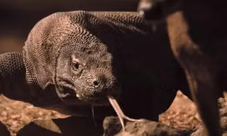 Hươu trúng nhát cắn tử thần của rồng komodo