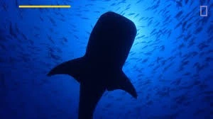 Bữa ăn 'khổng lồ' của cá mập voi