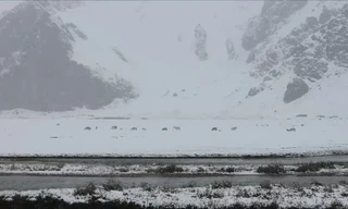 Bão tuyết giữa mùa hè