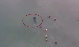 Video ghi cảnh cá mập bơi sát bờ biển 