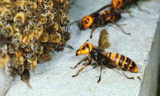 Đàn ong bắp cày tấn công, cướp tổ đối thủ