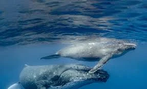 Tầm quan trọng của chất thải cá voi với sinh vật biển