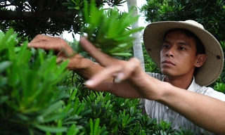 50.000 cây vạn niên tùng phục vụ Tết