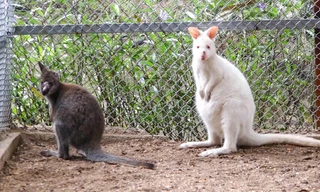 'Kangaroo mini' 80 triệu đồng