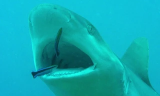 Loài cá chuyên kiếm ăn trong miệng cá mập