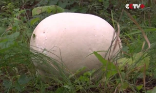 Cây nấm khổng lồ đường kính nửa mét