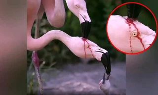 Hồng hạc nuôi con bằng 'sữa đỏ' gây sốt mạng