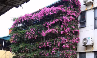 Nhà năm tầng phủ kín hoa giấy