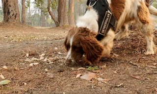 Cứu tinh của gấu koala trong cháy rừng