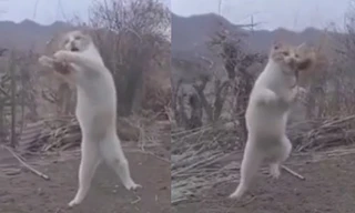 Chú mèo 'xuất chiêu' cực đỉnh, phi người tóm gọn chim đang bay