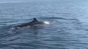 Cá voi 'khủng' trên biển Cù Lao Chàm