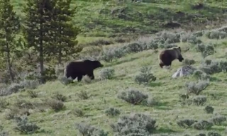 Gấu đực đua tốc độ để tán tỉnh con cái